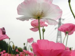 2012大宮花の丘公園のポピーを愛でる