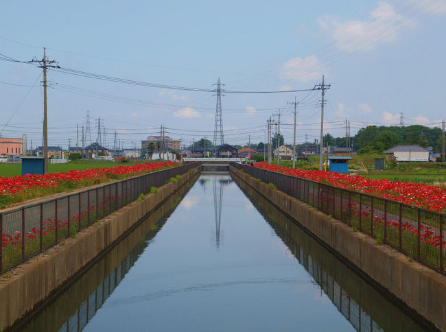 4tra仲間のいっちゃんさんの旅行記を拝見<br /><br />　さっそく暇な時間を車を飛ばして見に行きました、<br /><br />来てよかった　数回　ここのポピーを見に来た中で<br /><br />一番の花盛りと感じました。<br /><br />久喜市ＨＰ<br />http://www.city.kuki.lg.jp/