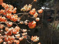 和菓子と桜の京都散策に、二日目は浄瑠璃寺から石仏巡り