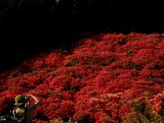 葛城山で真っ赤なつつじの花を見たにゃん