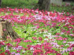 新緑の高山を歩く　（花の森四十八滝山野草花園・宇津江四十八滝・高山城址・古い町並み）