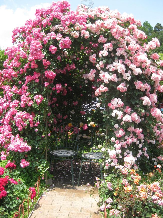 深大寺植物園の中にあるバラ園に行って来ました。<br />沢山の種類のバラが咲き誇り、香りも楽しめ、<br />また初夏の緑も美しく、とても気持ちの良い一日でした。