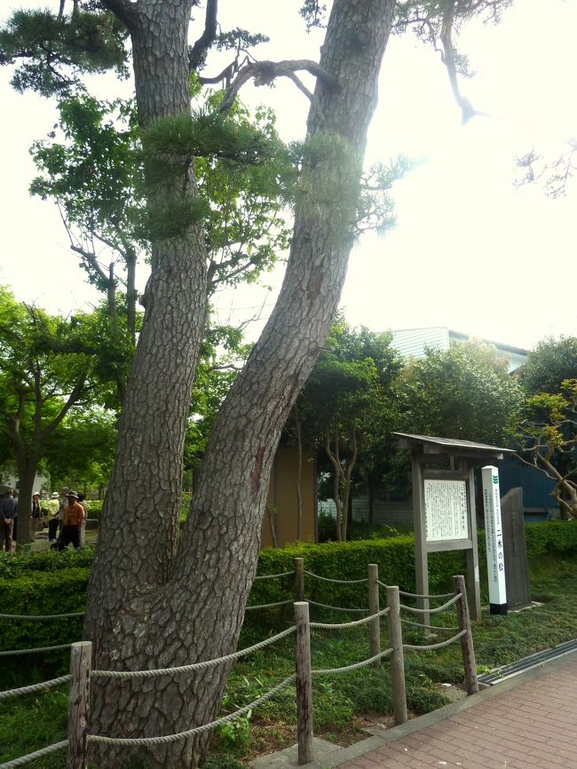 芭蕉が目指した”武隈の松”は、竹駒神社をやや北に進んだ奥州街道に面した”二木の松史跡公園”の道路脇に立っていた。<br /><br />曾良の旅日誌によればこの辺りは当時侍屋敷が並んでいて、その一角に竹駒神社の別当寺、宝窟山竹駒寺と云うお寺があり、その裏に”武隈の松”はあったらしい。<br /><br />道路沿いの囲いの中に根元が二つに分かれ、そのまま真っすぐ空に延びる松があった。<br /><br />公園に建つ案内板に拠ると、初代の松は1000余年前、陸奥の国司藤原元良（善）が植え、その後この松は能因法師や西行に詠まれ、”武隈の松”は歌枕として知られるようになる。<br /><br />”武隈の松”は芭蕉の居た江戸にも知られており、芭蕉の弟子挙白が選別として芭蕉に送った句がある。<br /><br />　　武隈の　松みせ申せ遅桜　　　　挙白<br /><br />芭蕉はこの”武隈の松”を観ていたく感動する。<br /><br />そして芭蕉はその感動を選別の句を呉れた挙白に手紙する。<br /><br />　　桜より　松は二木を三月越シ　　芭蕉<br /><br />現在の”武隈の松”は7代目で、既に8代目の”武隈の松”が”二木の松史跡公園”の奥で”出番”を待っていた。<br /><br />この句を刻んだ芭蕉の句碑は、8代目の”武隈の松”と並んで公園の奥に控えていた。<br /><br />公園の一角に初代の”武隈の松”を植えた藤原元良の歌碑もある。<br /><br />直ぐ前の奥州街道を引っ切り無しに車が走り、7代目”武隈の松”の寿命が縮まるのでは・・と気になった。<br />