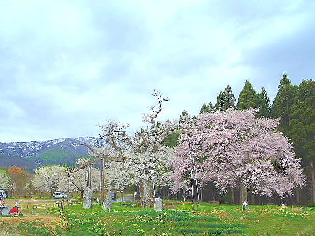 JR東日本のポスターになっている置賜の釜の越桜です。駅で毎日見て、ぜひとも行ってみたいと思っていた桜です。満開でした\(^O^)／<br />桜を追って北へ、連休後半は山形県に行ってみました。<br />