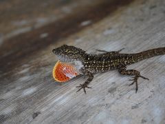 Everglades National Park　（2012年GWの旅行記）