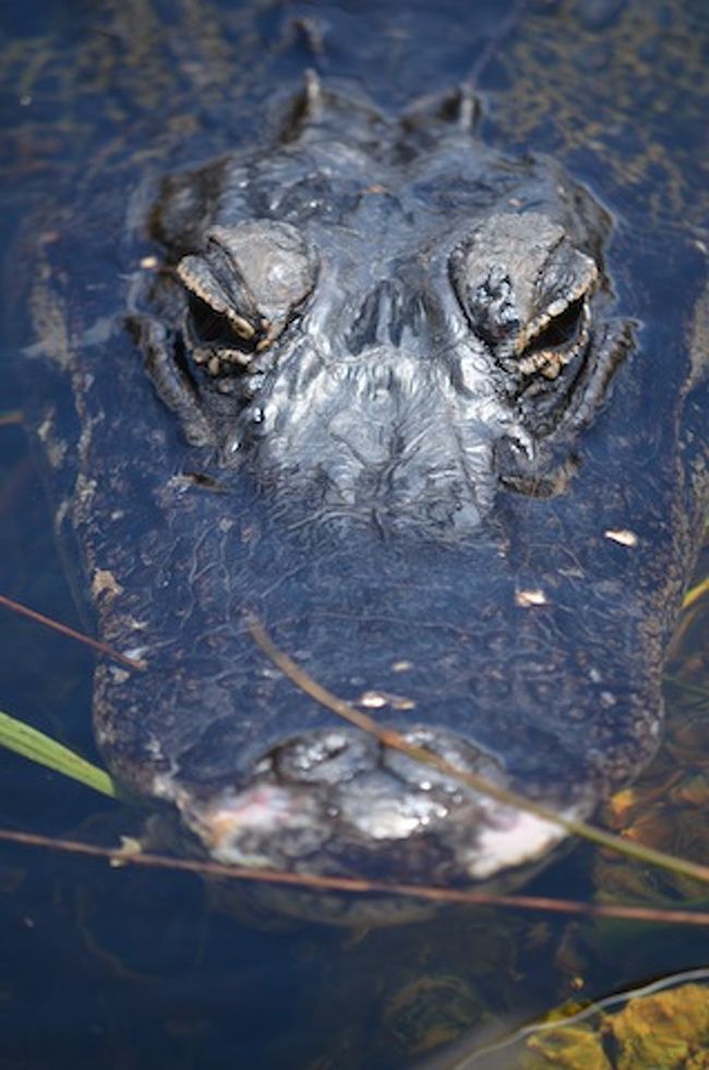 Everglades National Park　（2012年GWの旅行記）