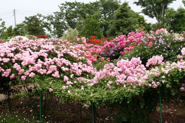 今年の春バラ鑑賞は、神代植物園、新宿御苑、フラワーセンター大船植物園の３ヶ所でで終わりにしようと思っていたのですが、以前、あんみつ姫さんから紹介してもらった平塚の 「花菜ガーデン」 のバラが見頃になっているというので行ってきました。　ここのバラ園（バラの轍）では、バラとクレマチスが混在して咲き、つるバラが大きくウエーブして咲いているなど、他では見られないアレンジが特徴で印象深いバラ鑑賞となりました。　<br /><br />花菜ガーデンの後、昨日（5/31）の朝日新聞の朝刊で紹介されていた相模川沿いに咲くポピーも見て来ました。<br /><br />（花菜ガーデン）http://www.kana-garden.com/index.html<br /><br />