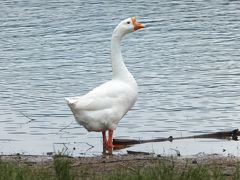 ガチョウもニャンコもワンコもビックリ！宝ヶ池の周回路がランナーでギュウギュウ