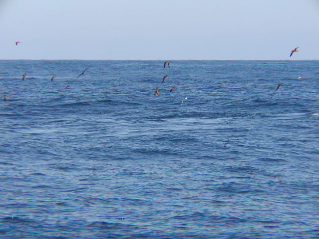 銚子の海で、ミズナギドリのバードウォッチングを楽しみました。<br /><br />表紙写真は、海上を群れ飛ぶミズナギドリの群れ。<br />
