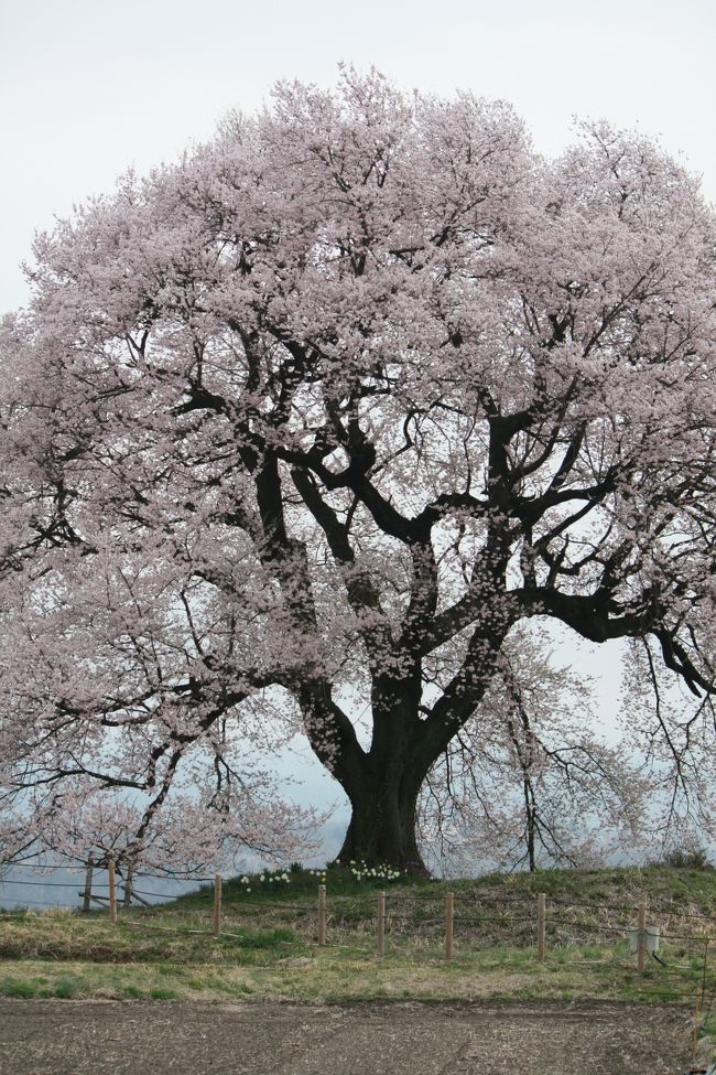 ワニ塚の桜の開花にあわせ、信州の桜めぐりをしました。<br /><br />王仁塚は日本武尊の王子武田王の墓、前方後円墳、王仁族が住んでいた所と諸説ある場所です。<br /><br />2004年1月26日スタート、TBSで昼1時30分から放送中の「桜咲くまで」というドラマのタイトルバック、終盤にも登場していて、沢尻エリカ様もロケに訪れた場所です。 推定樹齢300年、幹周り3.6m、樹高17mのエドヒガンザクラです。日本の三大桜に数えられる「山高の神代桜」とちょうど同時期に咲くため、神代桜から約15分ほどで行くことが出来るので、神代桜とセットで見学に行けます。甲府盆地のはずれにあるため、八ケ岳よりもかなり早く、だいたい例年は3月末から4月の第1週くらいが見ごろとなりますが今年は2週間以上遅れての開花でした。春は霞が出やすいため、八ケ岳と一緒に写真を撮れるのは1年でも数回しかチャンスがないそうです。<br />　今回は残念ながら曇りで富士山ともに見えませんでした。