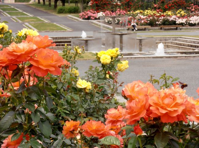 加東市下滝野の兵庫県立播磨中央公園四季の庭ばら園では５月２０日より６月３日まで春のばらまつりが開催され、１．５ｈａの広大なばら園はバラの甘い香りに包まれていた。<br />