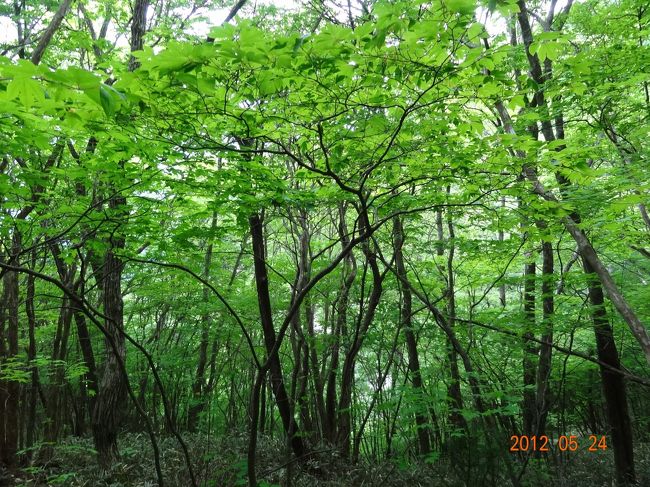 風薫る５月　新緑の森の中。<br />　耳を澄ますと・・・<br />　美しい鳥の鳴き声響き渡り、<br />　そよそよと葉っぱを揺らして吹く風は<br />　額ににじむ汗をサーット何処かへ運んでいってくれる<br />　心地よさ。<br />　　　　<br />　しィ−−−んと静まりかえる　森の中。<br /><br />私の大好きな場所。<br /><br />　　<br />　　　<br />
