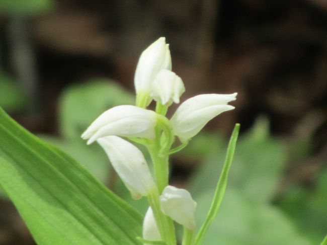 6月2日の初めて経験する芦ヶ久保～大野峠～丸山コースでは美しい山野草や花木類が見られるのではと期待された。<br />芦ヶ久保～赤谷迄の車道沿いの登山道には民家の庭に咲いている色々な花が見られた。<br />その後の車道から本格的な登山道に入ると杉林に覆われているせいか山野草はあまり見られなくなった。<br />沢が流れている所や太陽光線が降り注ぐ所には、フタリシズカや羅生門カズラが見られた。<br />大野峠を越えた尾根伝いにはギンランが見られる。　丸山の山頂付近には素晴らしいツツジの花が見られた。<br /><br /><br /><br />*写真は大野峠を越えた尾根伝いに見られたギンラン