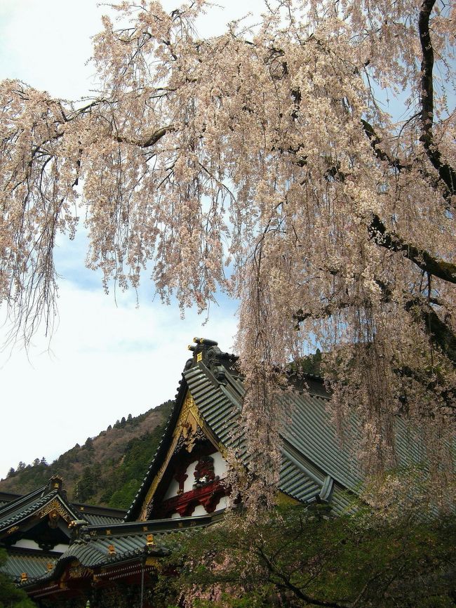 最近ウィークデーは根気が続かなくって(^^;)トラベラーさんの旅行記になかなか遊びに行けずにいるのですが、頻繁に遊びに行っていた頃から気になっていたお宿がこの「船山温泉」さんでした。<br /><br />「何にもない山奥のお宿だからこそゆっくり寛いで欲しい」というお宿の強いメッセージが、其処此処に感じ取れる素敵なそしてコストパフォーマンスの高〜いお宿さんでした！！<br /><br />３６５日料金体系が変わらないので（そこが魅力だったりしますケド）土曜や連休泊は相当前から予約を入れないと、、なので、なつ０９０５も４月の予約を１１月に入れていたのでした。予約時には４月も中旬にさしかかっているので「桜を愛でる」なんて全く頭に無かったのですが、調べてみるとこの船山温泉さん、あの枝垂れ桜で有名な身延山が近いというではありませんかっ！しかも今年は例年より桜の開花が１週間ほど遅れている！「もしかしたら散り桜が見られるかも！？」直前にそんな楽しみも増えた半年ぶりの家族旅行でございます〜♪