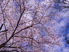 スカイツリーと桜（１）リッツカールトンひのき坂