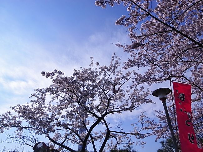 ひのき坂で食事のあと浅草へ<br />浅草寺、翌日はスカイツリーと桜を見る<br />はたまた柴又帝釈天へチラッと。