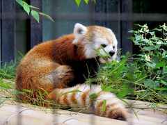 初夏のレッサーパンダ紀行【６】　夢見ヶ崎動物公園　飛行機前にちょこっと訪問　気になるアンちゃんのお腹