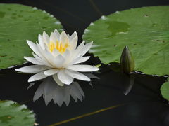 菖蒲＆紫陽花＆睡蓮　季節の花を愛でよう　山田池公園のほほん記