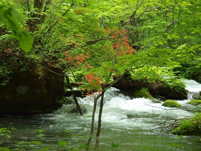 奥入瀬渓流を殆ど歩いたので、後編に雲井の滝の後をアップします。<br />歩けば歩くほど、魅力が増してきます。<br />違う季節にまた歩いてみたいです。<br />夏、秋、冬と全く異なる顔を見せてくれるのでしょうね。<br />奥入瀬渓流は全長凡そ１４?あるそうなので、今日は１３?はあるいたでしょうか。