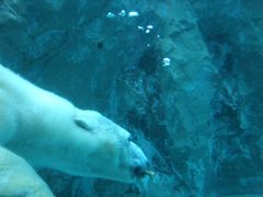 北海道旅行No4（富良野・美瑛・旭山動物園）