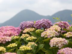 開成の　あじさい散歩　田んぼ道　