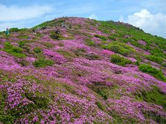 ミヤマキリシマ（国指定：天然記念物）の見頃を迎える九重連山（平治岳△１６４３Ｍ）