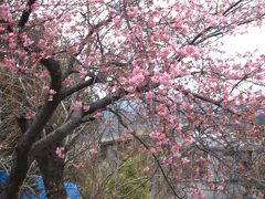 お花見☆河津桜