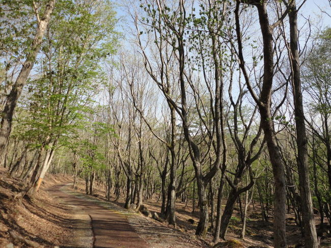 　ホテル周辺は，峰山高原「リラクシアの森」というのがあり，そこで映画「ノルウェイの森」が撮影されたようです。<br />　<br />　映画は見てないけど，散策路もあるようなので，朝食前に出かけてみることにしました。<br /><br />　小１時間ほどの散歩は，広ーい森のほんの一部だったようですが・・<br /><br />　マイナスイオンいっぱい？の中，鳥の鳴き声を聞きながら，高原のかわいい花やきれいな新緑に，たくさん出逢えました。<br /><br />　写真は，散策路に入ってすぐのところですが・・もう，「静かで美しい森！」て，感じました。。