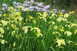 2012梅雨、知立公園の花菖蒲(2/3)：明治神宮下賜の花菖蒲、下賜の銘花、明治天皇歌碑