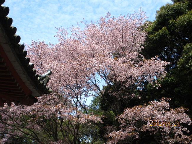 びっくりした、驚いた、予想外だった。醍醐にまだ桜が残っていたとは！　弁天堂の池を巡り、大講堂の裏手に出た所、桜の大樹が２−３本満開の花を咲かせているではないか！　大きな建物の陰に隠れ、参道を上って来た時には気が付かなかった、建物の裏手に回ると、桜の老木が人知れず、ひっそりと咲いていた。<br /><br />参道の両側に並ぶ桜並木は既に葉桜になっていて、花見の時期を失した感があったが、こんな場所に、殆どの参詣者が素通りして行くような講堂の裏手に、何かを主張するように満開の花を咲かせている。花は花、人に見てもらうために咲くのではなく、季節が巡り、その時になれば勝手知ったる物の道理、ぱっと咲いてぱっと散る、花の命。<br /><br />これも又「醍醐の桜」。何も三宝院の前の並木だけが醍醐の桜でもない。こうして山桜もどきの桜がいつの頃からこの場所で、春を待って花開き、散って行く。花の寿命は長くはないので、秀吉の時代から数え、何世代目の桜になるだろうか。<br /><br />昨日は造幣局の通り抜けで人工的に植樹された桜の美しさを堪能したが、今日は今日で、この醍醐寺の境内で、殆ど自然の中で育ち老木となった山桜を見た。この寺が存続する限り、３００年、５００年先にも、同じこの場所で何世代かのジェネレーションを経て、同じ様に咲いているだろう。自分のような奇特な人が桜の時期の終わった醍醐寺を訪ね、この場所でひ孫、やしゃごの桜を見ているかも知れない。見る人もなく、見られるでもない桜は、そんな風に主張していたのかも知れない。<br /><br />五重塔を見、盛春の若葉を見、そして最後に醍醐の桜も見ることができた。もう何もいうことは無い。この寺の１００景は余すところなく堪能できた。そろそろ京都に戻ろう。そして三条高倉の六角堂にお参りしてから、帰京しよう。