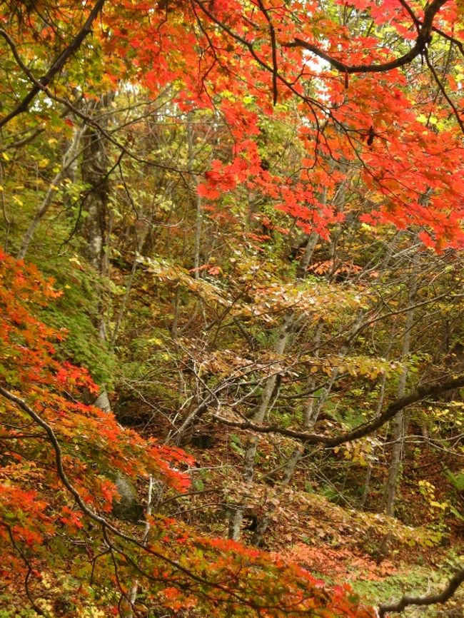 昨年に引き続き、また裏磐梯へ紅葉狩り。<br />宿も全く同じところだ。<br />今年はクルマに頼らず、トレッキングで楽しもうと言う魂胆。<br /><br />初日は7時半に東京を出たが、やはり現地に到着したのは昼近く。<br />中津川渓谷は諦め、五色沼を散策。翌日は早朝から動き、中津川渓谷の紅葉、桧原湖でバードウォッチング。