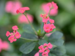 夢の島　熱帯植物館へ。