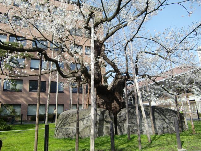 　岩手山の綺麗な裾野を見ながら東北自動車道・盛岡I.Cを降り、今回の「おやじ3人旅」で一番楽しみにしていた「石割桜」に到着。<br /><br />　盛岡のシンボル的な「桜」としても有名な「石割桜」（エドヒガン桜）は、盛岡藩の家老であった北家の屋敷跡で（現在は盛岡地方裁判所の構内）庭石の割れ目に桜の種が飛んできて芽を出し、成長し、花崗岩の石の割れ目を押し広げていったものと言われています。<br /><br />　周囲２１ｍの花崗岩に樹齢３５０年〜４００年と推定される「石割桜」は、幹の周囲が４．６ｍ、樹高１１ｍ、枝張りは東西に１６ｍ、南北に１７ｍあり、大正１２年「国の天然記念物」に指定されています。<br /><br />　ほぼ、満開の「石割桜」の廻りには、ＰＭ３時半過ぎにもかかわらず、見物人が大勢（１００人位）いて、皆その「存在感」に圧倒され、余りにも大きい為カメラに入りきれませんでした。<br /><br />　実は、おやじ達が応援している地元の演歌歌手「遠山洋子」（日本クラウン）さんが６年程前に、この「石割桜」のタイトルの曲を発表してから、「石割桜」の存在を知り、是非見てみたいと思っておりました。<br />　中でも、今回も運転を担当してもらっている「Ｓ」さんは「遠山洋子」さんとは親しくしており、「Ｓ」さん自らも作詞・作曲したＣＤを作成したり、「遠山洋子」さんにも曲を提供したりしております。<br /><br /><br />　そして、今日最後の目的地「もりおか　啄木・賢治青春館」に寄りました。<br />２階展示場では盛岡出身の「啄木と盛岡ー美しい追憶の都」が催されていました。<br /><br />　展示品の内容は忘れましたが、誰もが聞いたことがある「啄木」代表作（一握の砂）の三行書の詩（歌）で「はたらけど　はたらけど　猶（なお）わが生活（くらし）楽にならざり　じっと手を見る」を想い浮かべ、現在、円高で苦しむ日本経済下（下請け）で、もがいてる状況そのものだと思いました。<br /><br />　<br />　それから、今日の宿泊先「Ｈエース盛岡」に５分で到着。<br />このホテルは３年ほど前から決めており、価格の割には朝食も部屋も建物の雰囲気も良く、評判通りのホテルで、おやじ達にとっては、居酒屋が沢山ある繁華街に近い（2分位）ことも決めてです。<br /><br />　チェックイン後、盛岡城跡岩手公園の桜を見に行く為、盛岡一の繁華街（大通り商店街）を歩いていると、土曜日の夕方ということもあって人が多く、特に若い人の多さに驚き盛岡の活気を感じられました。<br /><br />　ＰＭ５時に岩手公園の入り口に着き、坂を少し登り始めると、私自信の「腰」が痛くなり普通に歩けなくなりました。（玉川温泉での駐車場の登り坂が原因？）<br />　一歩一歩腰を押さえながら、満開の桜を見て歩きなんとかホテル近くまで戻って、調べておいた、近くの居酒屋に入りました。<br /><br />　「みちのくの居酒屋」の雰囲気が出ていて、お客さんも入っており人気がうかがえる店でしたが、おやじ達からみれば、価格が全般的に高めで、特に「お通し代」の５２５円には驚きました。<br /><br />　　　　　　　　　　　　　　　　　　　　　　　　　　　　　　　　　　　　　　　　　　次に続く<br /><br />　<br />　<br /><br /><br /><br />　<br /><br />　
