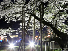 日本三大桜！満開そしてライトアップの根尾谷淡墨桜（淡墨ザクラ/うすずみざくら）　/　岐阜県本巣市　淡墨公園