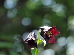 箱根湿生花園で、見頃のアヤメ、カキツバタ、クリンソウ、クロユリなどを見て回りました　２０１２年５月