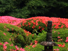 京都　初夏の庭園めぐり　後編