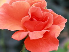 ROSE　2012　～阿蘇～　