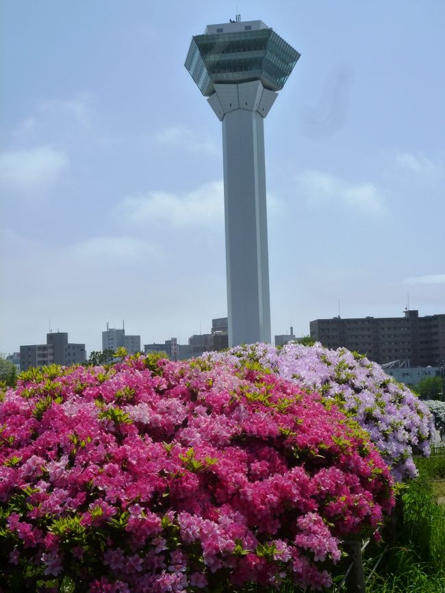 函館散策をさくっと終えたあと、五稜郭公園にも立ち寄ることに。<br /><br />１日出発当日、朝刊にさっと目を通して出かけようとしたら<br />「フジ爽やか初夏の彩り　五稜郭公園」と一面に載っていた。<br />これは行かない手はないんじゃない？<br /><br />幸いにも朝のガス模様からお天気は回復、暑いくらいになっちゃった。<br />初夏を思わせるような気持ちの良い青空の下、恵山、函館と行く先々で出会った満開のつつじ、五稜郭公園でもこれでもかと言うつつじを堪能してきました。<br /><br />五稜郭公園の桜は、あまりにも有名ですが、桜のあとの「つつじ」も本当にお見事！<br /><br />　※　桜の時期の五稜郭<br />　　　→http://4travel.jp/traveler/kiyoyuri/album/10237808/<br /><br />タイミングよく満開の藤とのコラボにも巡り合え、「恵山・函館・五稜郭、満開のつつじ巡り」最後の最後まで楽しんできました♪