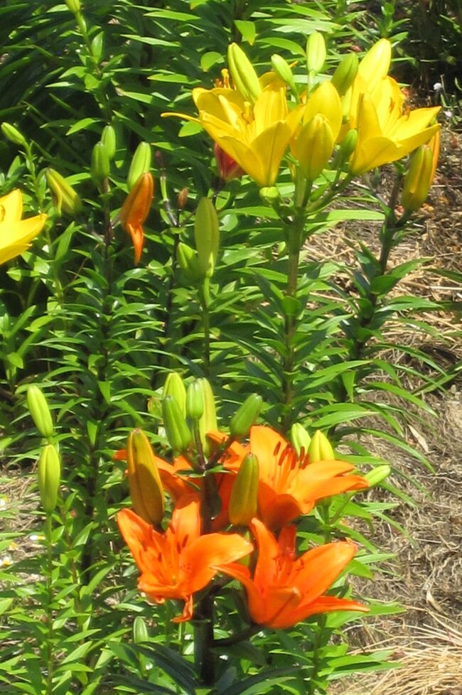 2012梅雨、天白川(2/3)：河川敷のお花畑、バーベナ、ユリ、サルビア、ムクドリ