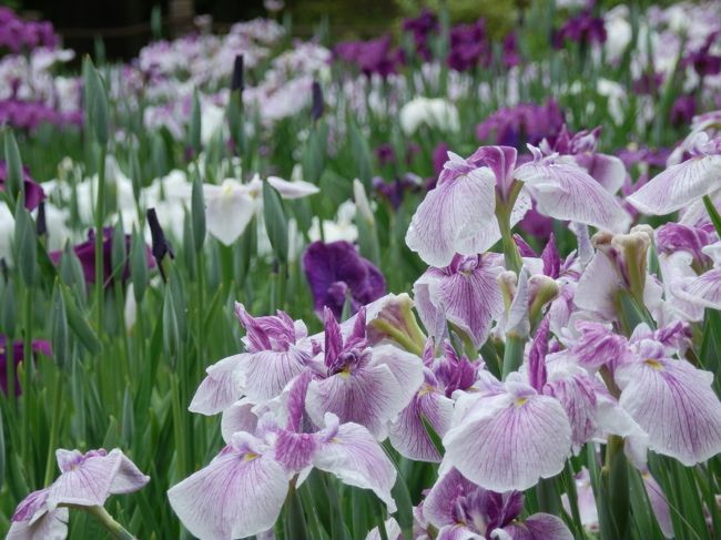 明日は天気が怪しくなるようなので、今日のうちに花菖蒲を見に行っとこ～！と、連れ合いを車で会社に送った後、守谷市にある四季の里公園に行ってみた。<br /><br />今月１日に、我孫子市の水生植物園へ花菖蒲の下見に行ったので、今日は別の場所にしようかな～と、やはり今、あやめ祭り中の四季の里公園に行くことにした。この公園には、アヤメ・カキツバタ・ハナショウブが約43,000株植えられていて、地元の名所となっている。<br /><br />花はちょうど見頃になっており、平日の朝にもかかわらず、地元の多くの人々で賑わっていた。園内の紫陽花も、きれいに色づいてきて、花菖蒲とともに目を楽しませてくれた。