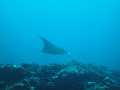 今回も　マンタ見れました～石垣島