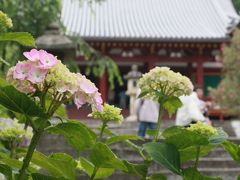 あじさい寺（矢田寺）を訪ねて?