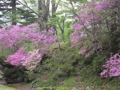 奥日光 湯滝・泉門池のトウゴクミツバツツジ☆2012/06/08