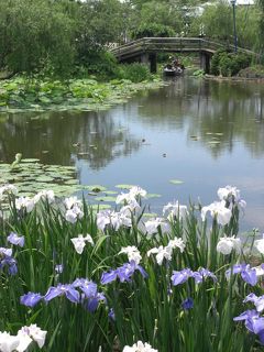 サワラ　砂漠でなく花　しょうぶ