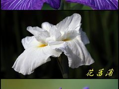 Solitary Journey ［1059］ 大輪の花があでやかな和の花‘花菖蒲’＜岩国錦帯橋、吉香花菖蒲園＆城山花菖蒲園＞山口県岩国市