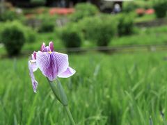 柳生花しょうぶ園　見ごろの時期に訪れるのは難しいです。