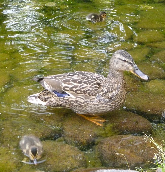 札幌・豊平公園の見本池でカモの雛が水浴びを楽しんでいる。２組合わせて９羽が、それぞれのお母さんに見守られながら池の中を元気に泳ぎ回っており、公園を散策中の人たちも目を細めて見入っている。