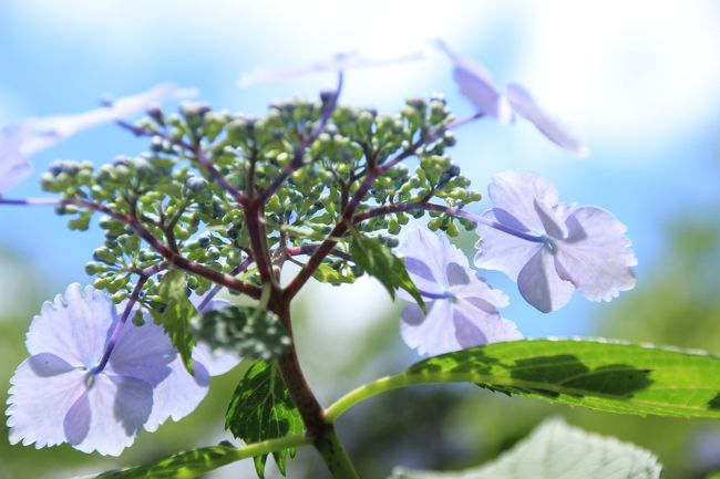 バラの季節が終わったら、いよいよあじさいと花菖蒲かな。<br />この週末、天気がすっきりと良ければ、森林公園のギョリンソウを見に行きたかったのですが……サイクリングするとなると、雨が降りそうな天候のときは気乗りしません。<br />それに対して、あじさいなら、雨がとっても似合います。<br /><br />でも、幸か不幸か、日曜日の天気は予想に反して、昼頃は晴天に恵まれました。<br />となれば、花の写真は、やっぱり晴天下で撮る方がいいです。<br />薄曇りの方が確かにうるさい影がなくて綺麗に撮れるのですが、私は光と影のコントラストが好きなんです。<br /><br />としまえんのあじさいを見に行くにはちょっと早いかなと思ったけれど、山あじさいは開花が早いので、としまえんの目玉の１つである水色の丘一面にあじさいが広がる頃には、もう１つの目玉である山あじさいはもう花期がほとんど終わっているはず。<br /><br />なので、山あじさいさえ楽しめればいいや、と思って出かけたとしまえんですが、いやいやそんなことはありませんでした。<br />水色の丘は３〜５分咲きというところでしたが、それでも十分と思えましたし、あじさい坂ではガクアジサイや花火アジサイが装いを整えて待っていてくれました。<br /><br />＜４回目のとしまえんのあじさい旅行記のシリーズ構成＞<br />■（1）光と影のコントラストのさまざまなあじさい（あじさい坂のあじさいまで）<br />□（2）水色の丘の涼しげなあじさいと育種家たちの宝石のようなあじさい<br />□（3）いまぞ見頃の山あじさいの小径をたっぷり楽しむ<br /><br />この旅行記では、としまえんに入ってすぐにあちこちで見られるあじさいやユリから、模型列車「あじさい号」乗り場付近やあじさい坂で撮ったあじさいの写真までを集めました。<br />ほとんどは一眼レフEOS Kiss X5で撮った写真ですが、一部、花以外で、コンデジのPowerShot SX 210 ISで撮った写真もあります。<br /><br />＜タイムメモ＞<br />9:00すぎ　家を出る<br />10:50頃　としまえん到着<br />11:10頃　あじさい祭り会場へ<br />11:10〜13:30　あじさい坂からあじさい宝石箱まで<br />─20分ほど休憩─<br />13:50〜15:55　山あじさいの小径<br /><br />＜これまでのとしまえんのあじさい旅行記＞<br />2011年６月11日<br />「雨上がりのとしまえんであじさい祭り（1）プロローグ：しずくをたたえたあじさい＆エピローグ：「ルドゥーテ美花選」展＆おまけ」<br />http://4travel.jp/traveler/traveler-mami/album/10575294/<br />「雨上がりのとしまえんであじさい祭り（2）霧のあじさい坂〜育種家の遊歩道〜あじさい宝石箱」<br />http://4travel.jp/traveler/traveler-mami/album/10575297/<br />「雨上がりのとしまえんであじさい祭り（3）山あじさいの小径〜あじさいトンネル」<br />http://4travel.jp/traveler/traveler-mami/album/10575548<br /><br />2009年６月９日<br />「今年もあじさいはとしまえんで（1）女性に捧げられたアジサイと宝石のような西洋あじさい」<br />http://4travel.jp/traveler/traveler-mami/album/10345691/<br />「今年もあじさいはとしまえんで（2）ちんまり可愛いヤマアジサイとやっぱりお気に入りのガクアジサイ」<br />http://4travel.jp/traveler/traveler-mami/album/10345692/<br /><br />2008年６月４日<br />「としまえんのあじさい祭り（１）咲き始めの「あじさい坂」から「あじさい宝石箱」」<br />http://4travel.jp/traveler/traveler-mami/album/10247956/<br />「としまえんのあじさい祭り（２）珍しいアジサイがいっぱい！　山あじさいの小径とあじさいトンネル」<br />http://4travel.jp/traveler/traveler-mami/album/10247959/<br /><br />としまえん公式サイト<br />http://www.toshimaen.co.jp/<br />第10回としまえん あじさい祭りのサイト<br />http://www.toshimaen.co.jp/event_ajisai/index.html<br />