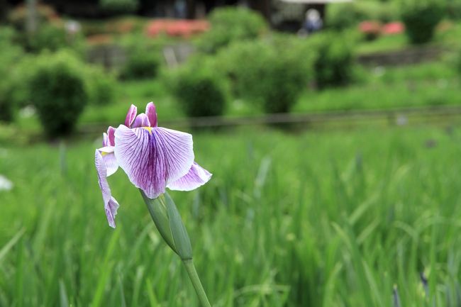 柳生花しょうぶ園　<br />柳生の里