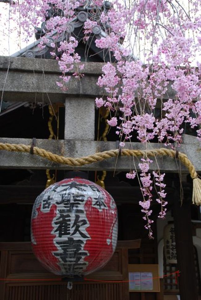 ひとりお花見部　京都で2012年度 四回めのお花見②　妙顕寺～妙蓮寺～本隆寺～雨法院～ライトアップの六角堂篇